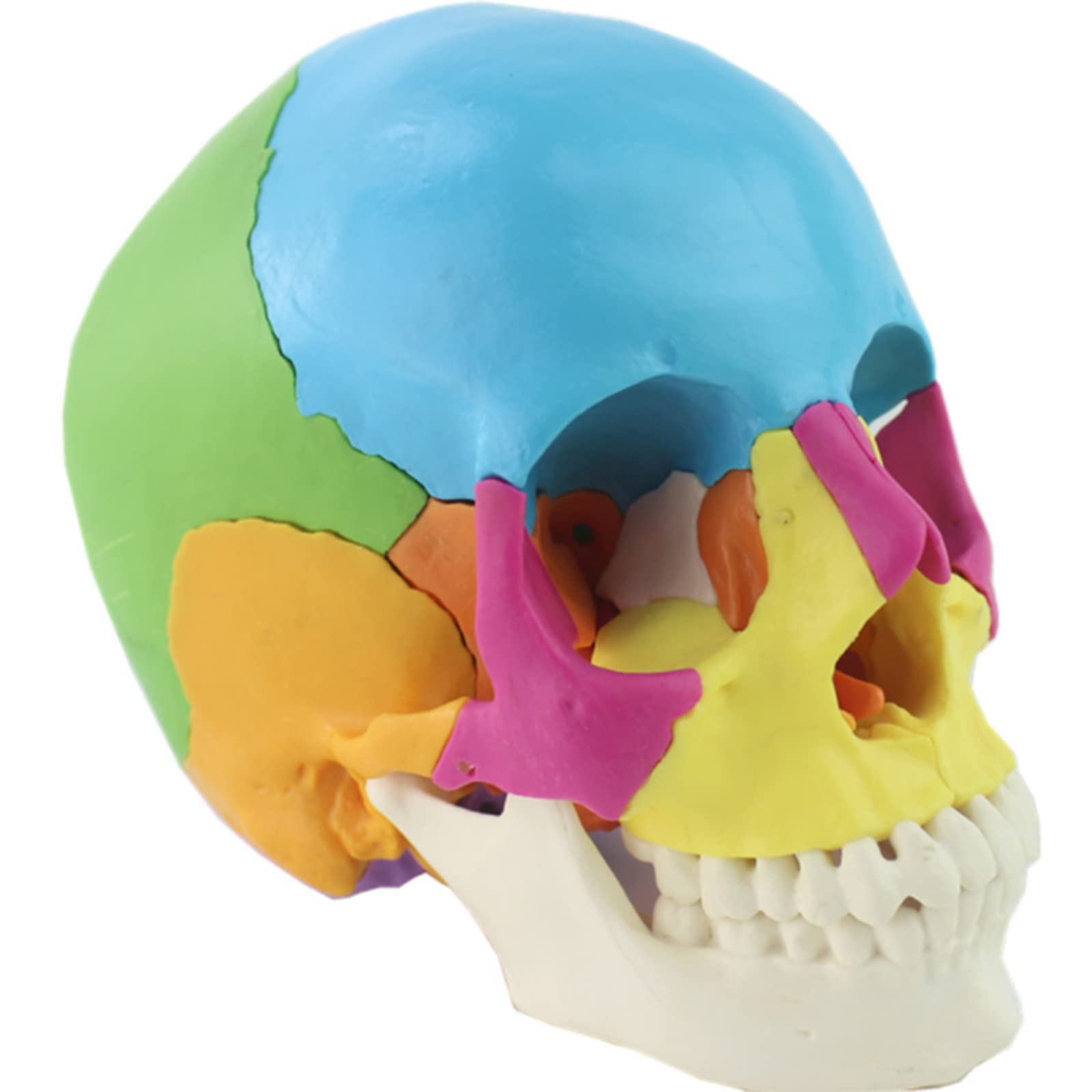 YNIYUJKL Female Nursing Manikin Human Anatomical Model Multi-Functional Patient Care Simulator Multifunctional Nursing Human Model For Education Teaching Supplies