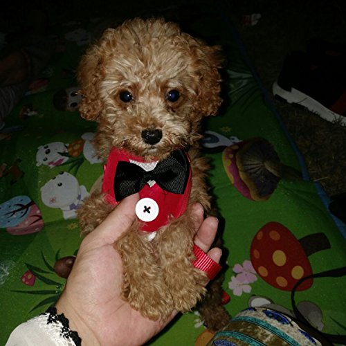 Layboo Soft Handsome Collar Rabbit Little Dogs Cats Harness with Leash Size (S, red) - Thumbnail 2