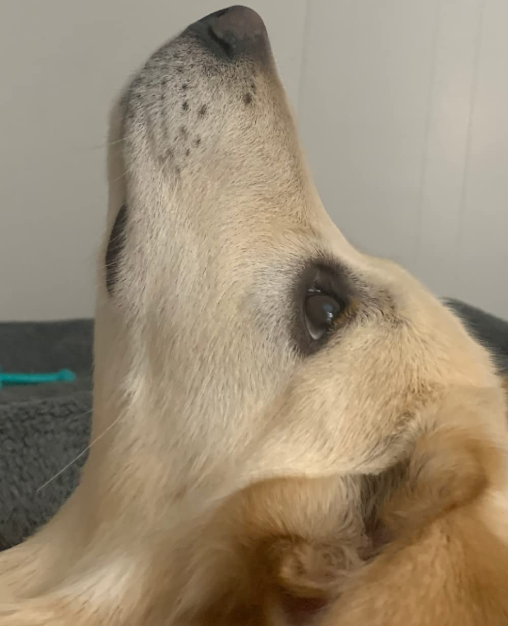 Love Your Lab Two Journal (Diary/Notebook)