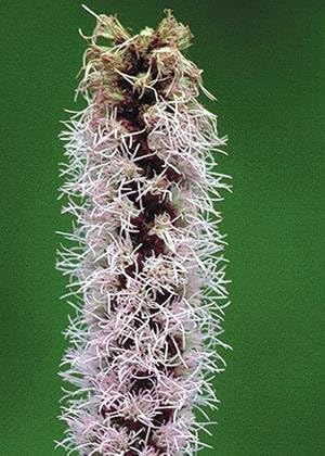 Prairie Blazing Star (Liatris pycnostachya), paquete de semillas, verdadera semilla nativa