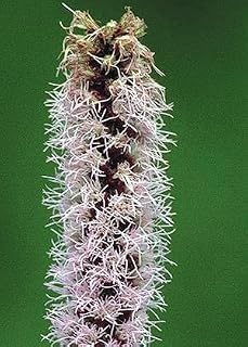 Prairie Blazing Star seed packet image