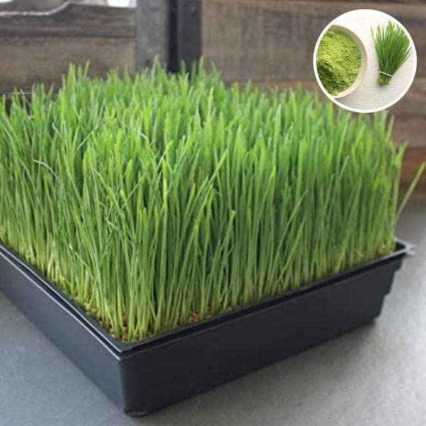 Afflorance OrganicWheat Grass Green Sprouts Leaf - Microgreen Seeds 1000 Seeds, Sample Soil Pack (B0B128BQ41) Amazon Price History, Amazon Price Tracker