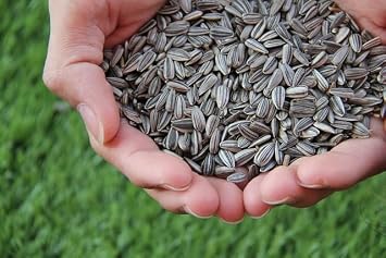 Black Oil Sunflower Seed 4 LB