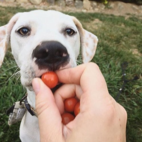 Quiet Spot Pet Tag Silencer (Blue) #TOP7