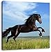 Produktbild Pixxprint Schwarzer Hengst auf grünen Wiese als Leinwandbild | Größe: 70x70 cm | Wandbild| Kunstdruck | fertig bespannt