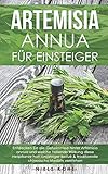  Artemisia annua für Einsteiger: Entdecken Sie die Geheimnisse hinter Artemisia annua und welche heilende Wirkung diese Heilpflanze hat! Einjähriger Beifuß & traditionelle chinesische Medizin verstehen