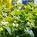 Outsidepride Stinging Nettle Herb Seeds - 10000 Seeds