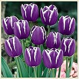 Tulip Bulbs Romantic purple flowers, wonderful gardening planting flowers, surprise Valentine's Day gifts 20 Bulbi:Seeds only