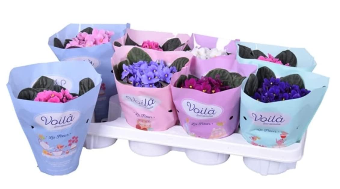 3 x African Violet Saintpaulia Flowering Random Colors Indoor Plants Mix Colours in 12cm pots