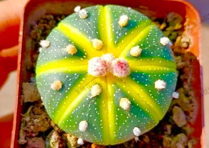 Amazon.co.jp: 1多肉植物 サボテン アストロフィツム ドーナツ兜