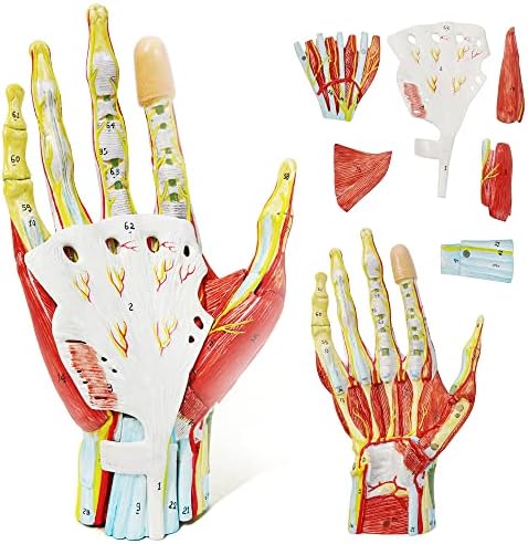 Numbered Hand Skeleton Model W/Bones Muscles Ligaments Nerves&Blood Vessels