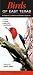 Birds of East Texas