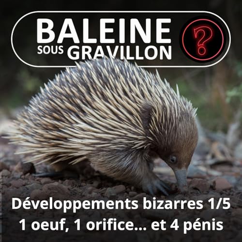 S07E126 Vous avez dit bizarre ? D&eacute;veloppement 1/5 : L'&Eacute;chidn&eacute;, 1 &oelig;uf, 1 orifice... et 4 p&eacute;nis