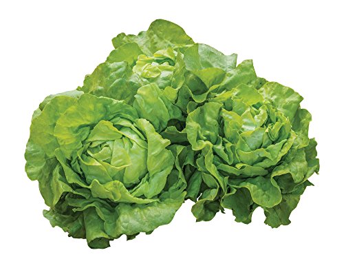 Burpee Dynamite Lettuce Seeds 500 Seeds #TOP27