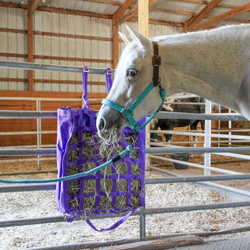 Majestic Ally Leather Halter with Matching Lead Rope for Horses – Leather Breakaway Crown - Adjustable Chin Strap – Rolled Throat Latch – Padded Noseband – Full (Turquoise, Cob)