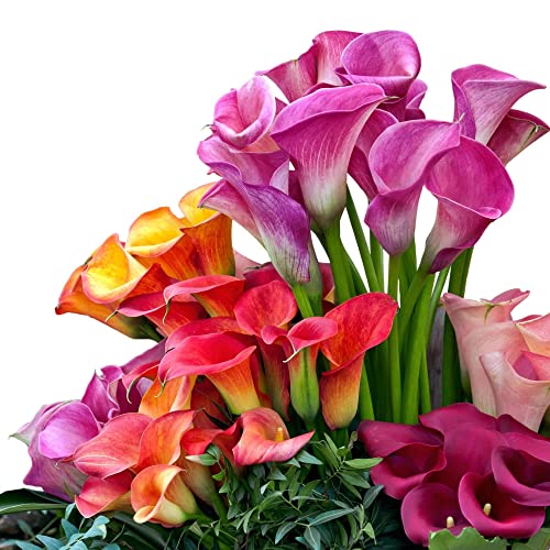 Easy to Grow Calla Lily Rainbow Mix 12 Bulbs