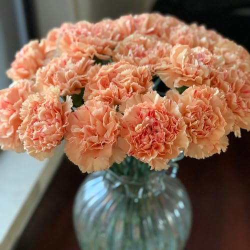 semillas de clavel perenne, clavel dulce de primavera, silvestres de clavel jardín de rocas resistentes para el jardín 130pcs