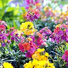 Eden Brothers English WallFlower Seeds