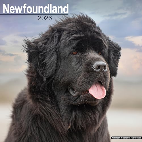 Newfoundland Calendar 2026 Square Dog Breed Wall Calendar - 16 Month