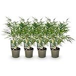 GreenboutiQ - Bambou - Fargesia rufa - Vert - 4 Plantes - Persistant - Non envahissant - Pot 17cm Hauteur 60cm