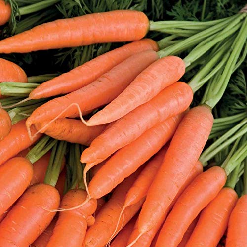 Biocarve Seeds Carrot Nantes - Pack Of 50 Seeds