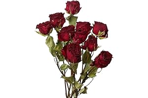 TooGet Dried Roses: Natural Elegance for Every Occasion