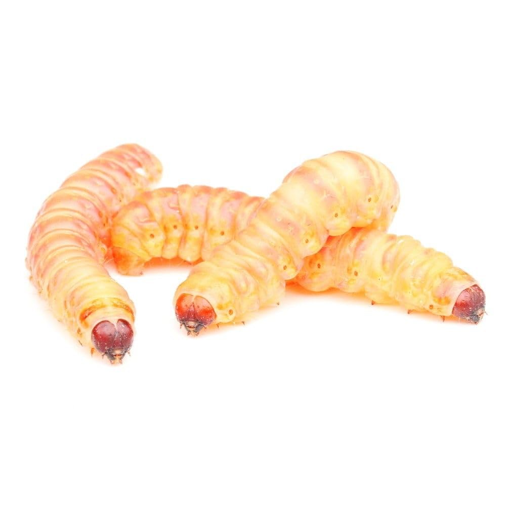 proinsects Tebos (Chilecomadia moorei) | Tebo-Raupen | Tebo-Larven | Butterworms | Lebendköder | Premium Angelköder für Forelle und Aal