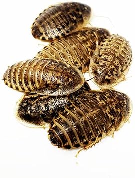 NutriCricket 200 Live Large Dubia Roaches with Live Arrival
