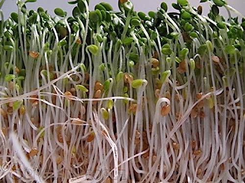 Creative Farmer Vegetable Seeds Clover Leaf Seeds - Clover Microgreens Seeds Seeds For Garden Home Garden Seeds