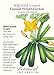 Emerald Delight Summer Squash Seeds - 1.5 grams