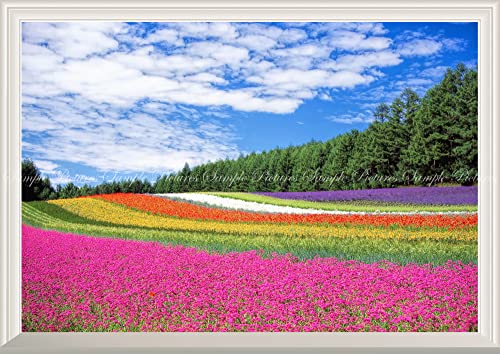 G敗 ǎ|X^[ i͂V[j -̌iF- Ԕ x_[ |s[  xǖ kC yȂdlz LN FLGD-001NA1 iA1 830mm×585mmj zpǎ{ό󐫓h { EH[XebJ[ 