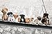 Produktbild Hunde auf Stahlträger - New York Skydogs - Spaß Städte Welpen Poster Plakat Druck - Grösse 91,5x61 cm