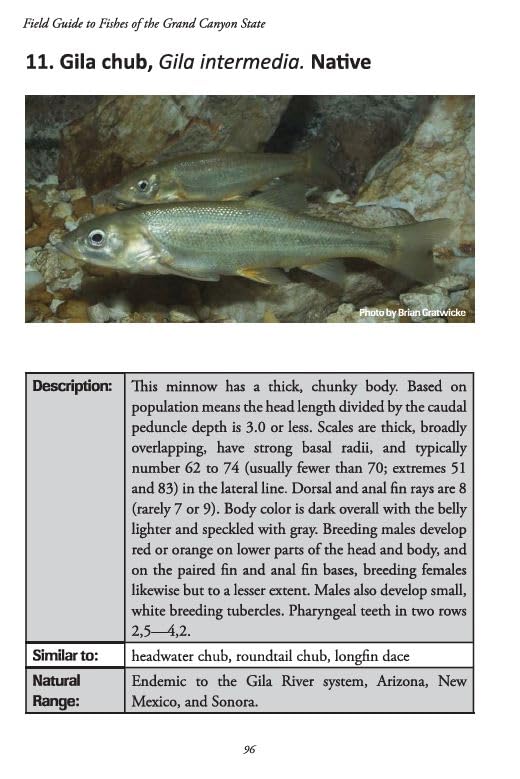 Field Guide to Fishes of the Grand Canyon State
