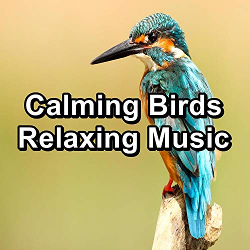 Calming Birds Relaxing Music di Bird Sounds 2016 & Bird Sounds & Nature