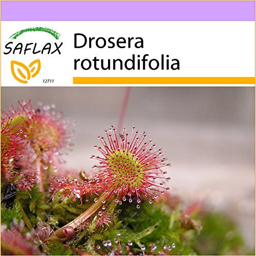 SAFLAX - Rocío de Sol de...
