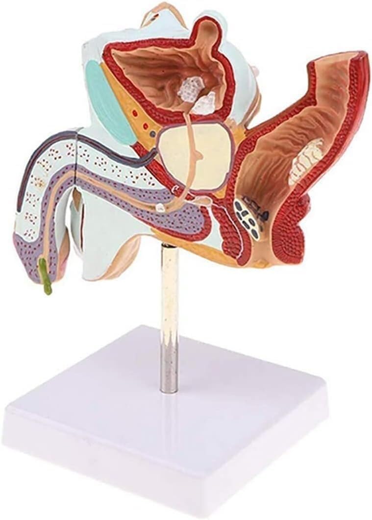 Anatomisches Modell des menschlichen männlichen Urogenitalsystems