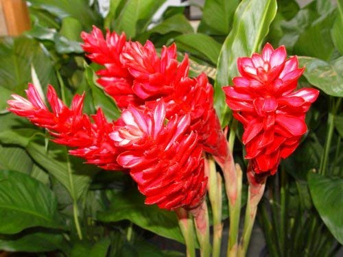 4 Hawaiian RED (Awapuhi`Ula`Ula) Ginger Plant Roots by Discount Hawaiian Gifts