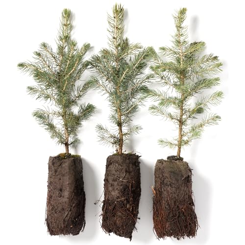 Colorado Blue Spruce Jumbo Tree Plug Seedlings | 12"-18" | Arbor Day Foundation (3-Pack)