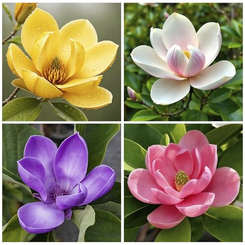 9Pcs Mix Magnolia Flower Seeds for Planting Outdoors - Non-GMO Heirloom Plant Seeds