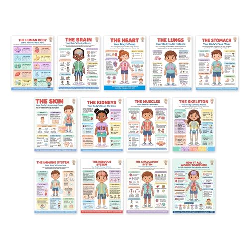 Human Anatomy System Chart Set