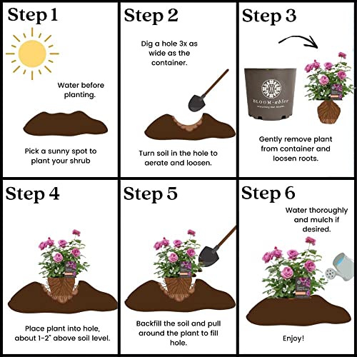 2 Gallon Bloomables Rose Sunbelt Plum Perfect #TOP6