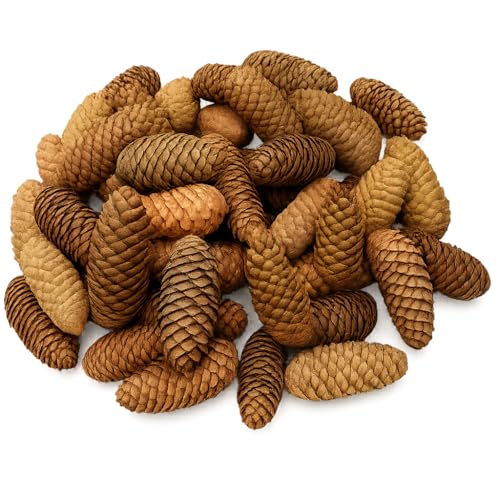 NaDeco Fichtenzapfen Natur – 1kg (ca. 35–45 Stück) | Tannenzapfen...