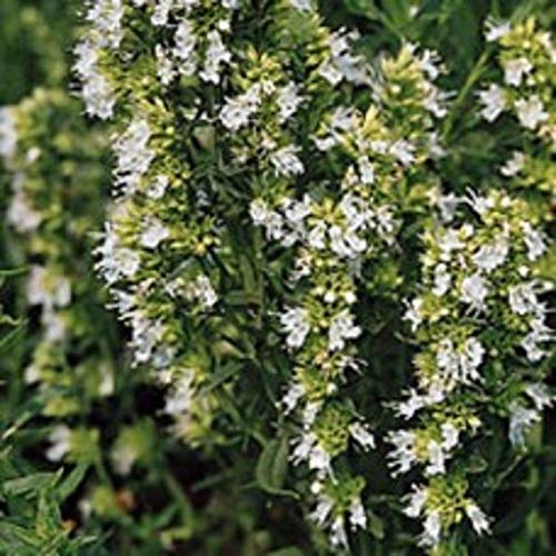 Herb Seeds - Hyssop White - 1000 Seeds by Wafer