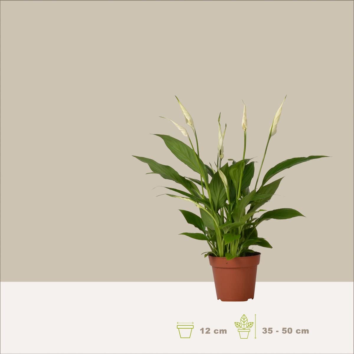 Juego de 3 Plantas de Interior Naturales con Flor | Anthuriun Rojo - Orquídea Phalaenopsis - Spathiphyllum | Plantas Purificadoras del Aire