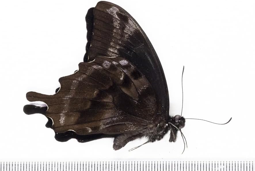 未展翅・昆虫標本No.05 オリバズスルリアゲハ標本落札合計3000以上で!!From Finch