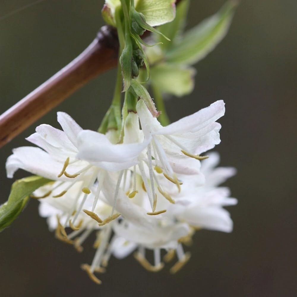 Plant Theory Winter Beauty Winter Honeysuckle Lonicera x Purpusii Shrub Plant 2L Pot