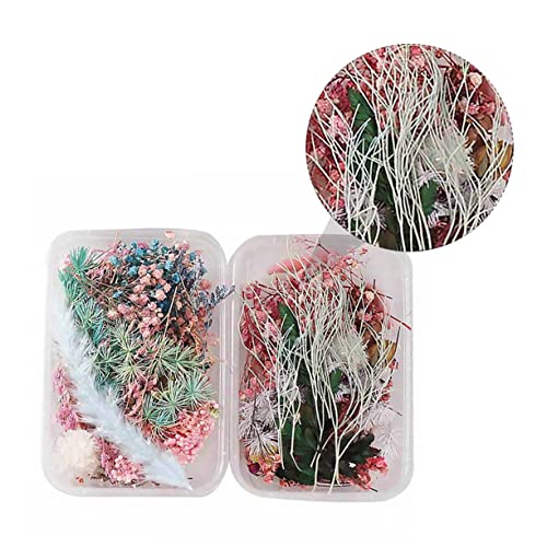 Holibanna 2 Caixas Flores secas de aromaterapia flor seca prensada variada decoração de unhas decora