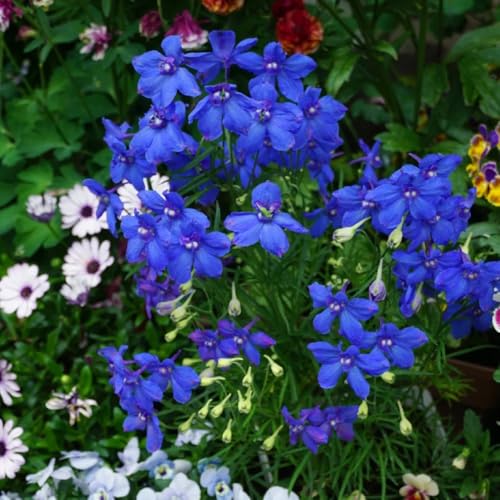 Semi di Delphinium - semi di Larkspur - giardino semi di campo 250pcs