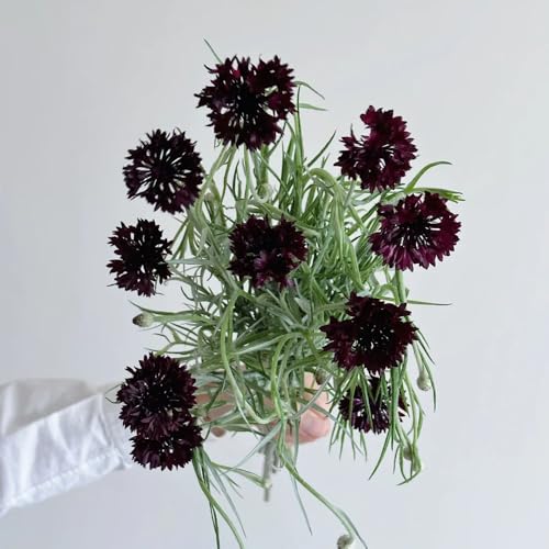 semi di fiordaliso resistente - copertura del terreno, varietà antiche giardino 500pcs