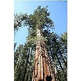 Giant Sequoia Redwood Tree Seeds (25+ Seeds)